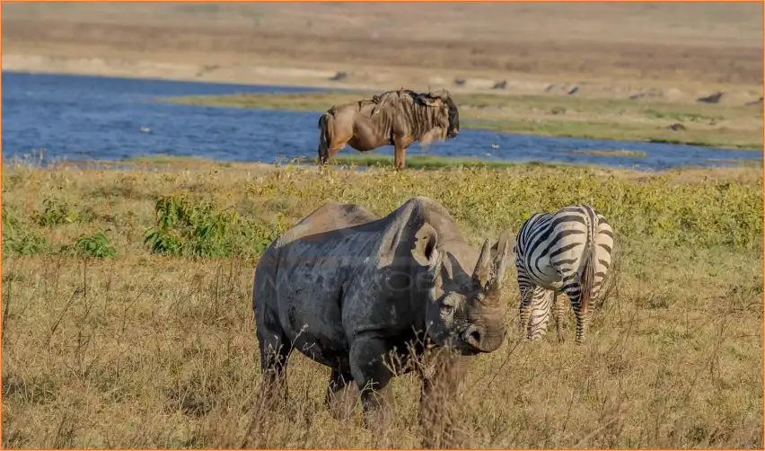 PARQUES DE KENYA Y TANZANIA