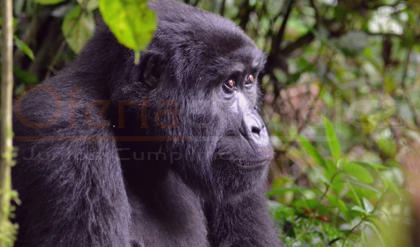 Vive Gorilas en Uganda y descubre el corazón del safari en África. Naturaleza, emoción y paisajes inolvidables.