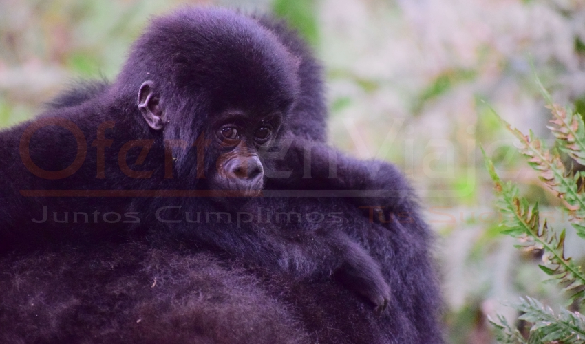 Vive Uganda con Gorilas y disfruta un safari en Uganda rodeado de naturaleza, cascadas y vida salvaje.